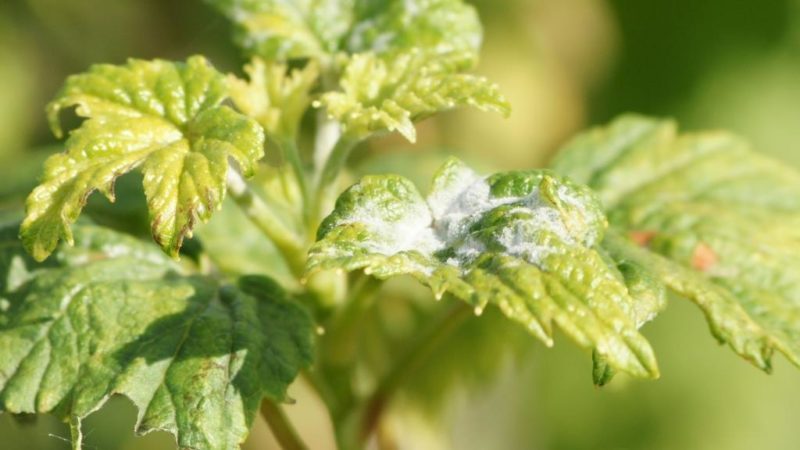 Diseases and pests of currants, ways to combat them, preventive measures