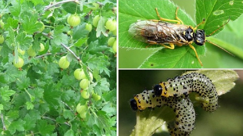 Gooseberry diseases and their treatment