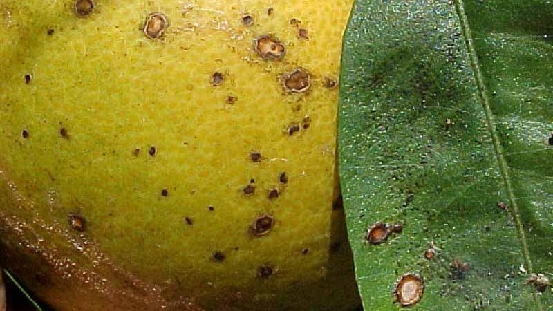 Razões pelas quais as folhas de tangerina caem e métodos para salvar a planta