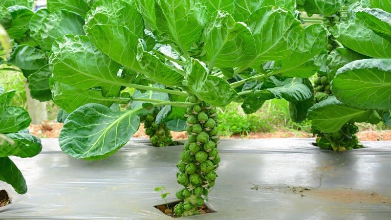 Brussels sprouts: description with photo and cultivation technology