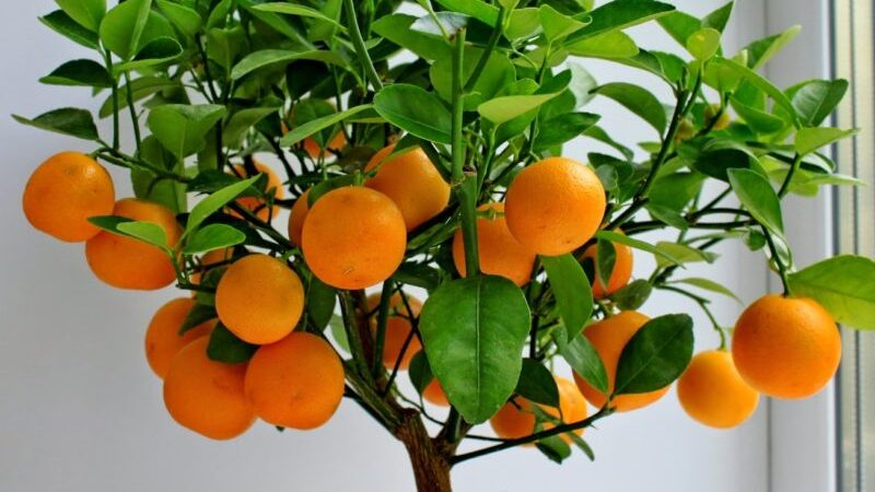 Evde mandalina ağacı için en iyi yiyecek