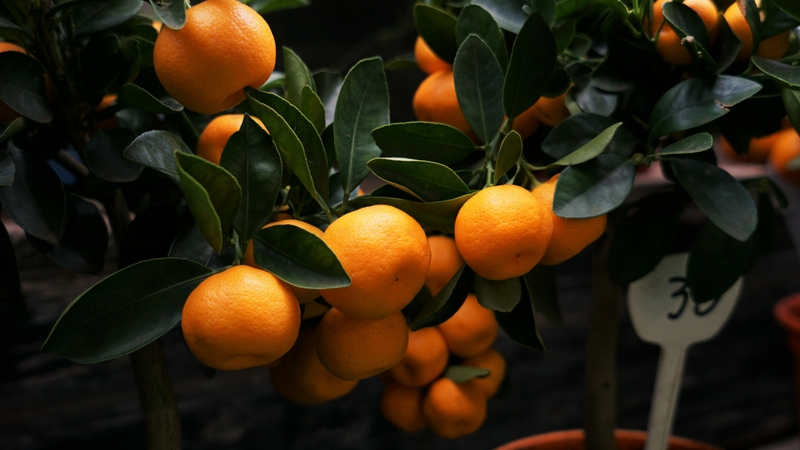 Das beste Essen für den Mandarinenbaum zu Hause