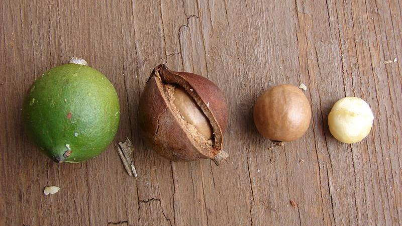 Macadamia-notendoppen - gunstige eigenschappen en toepassingen