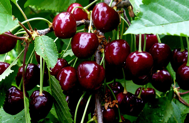 Nangungunang pinakamahusay na mga cherry varieties para sa Central Russia