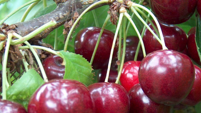 Cultivar di ciliegio cedevole e resistente alle malattie Regina