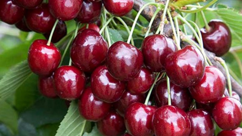 Nagbubunga at lumalaban sa sakit na cherry cultivar Regina