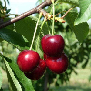 Cultivar di ciliegio cedevole e resistente alle malattie Regina