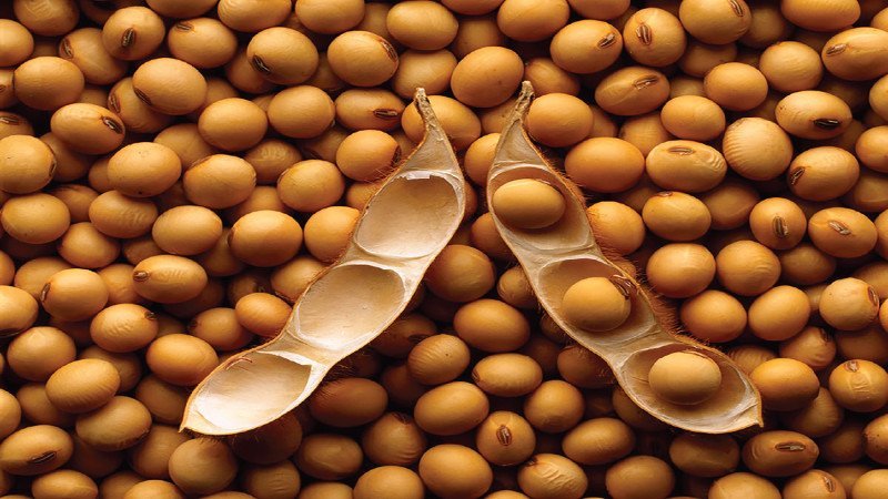 Čo sú fazule a ako sa líšia od fazule
