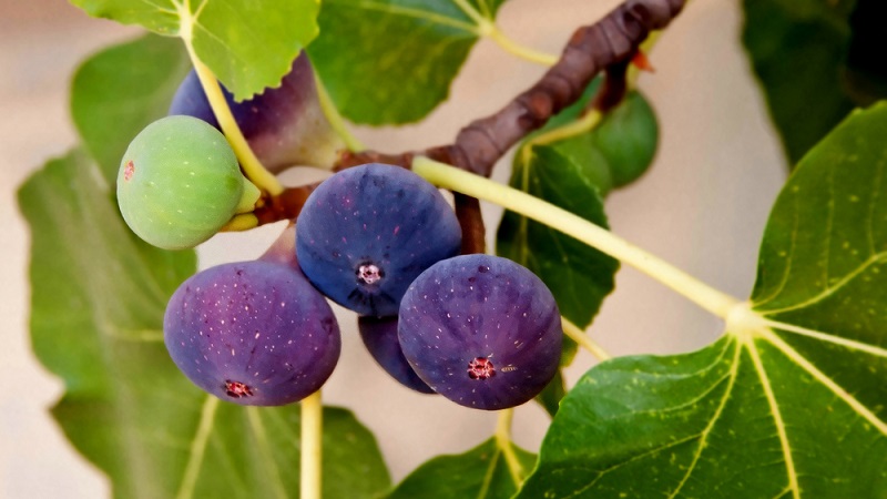 What is a fig and what is remarkable about a fig tree