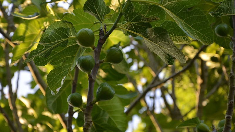What is a fig and what is remarkable about a fig tree