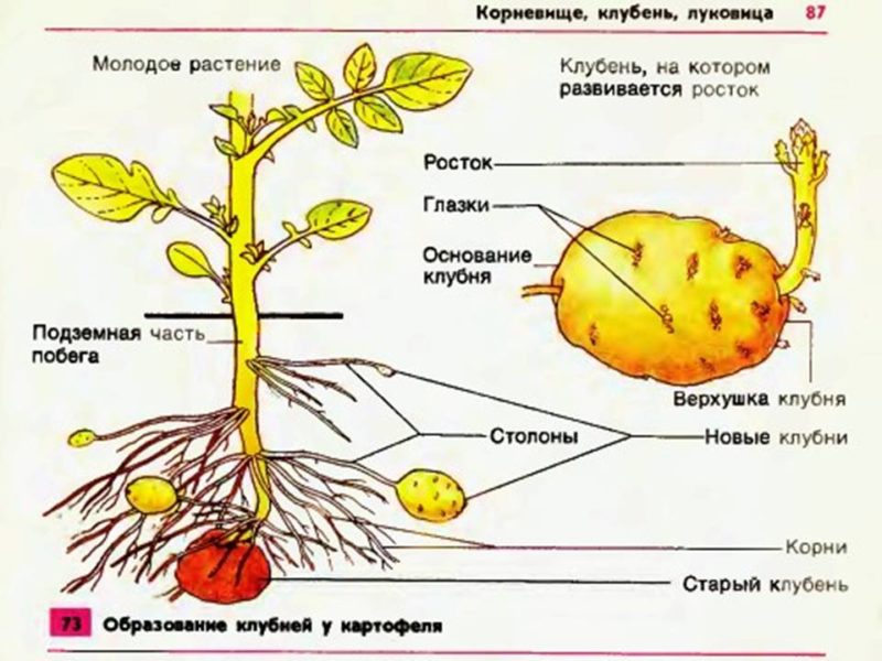 Patates yumru nedir: botanik açıklama, geliştirme ve uygulama