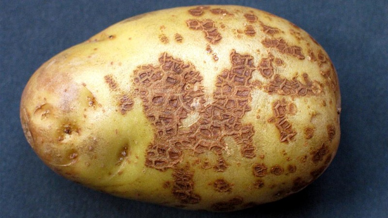 Tecnologia de preparação de batata para plantio