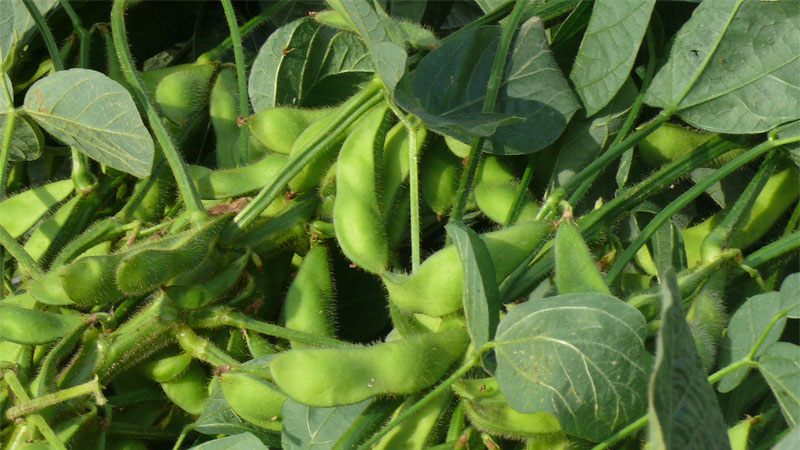 Photos et caractéristiques des variétés de soja