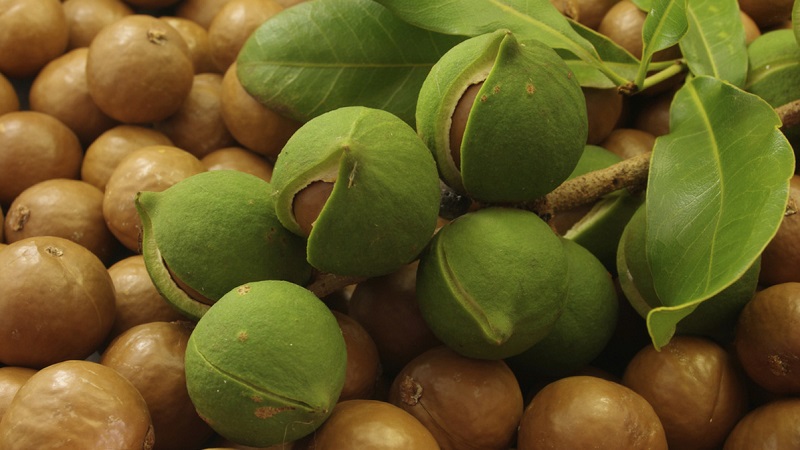 Where and how does macadamia nut grow and how is it used