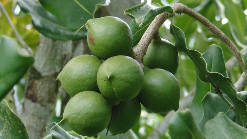 Waar en hoe groeit macadamia-noot en hoe wordt het gebruikt