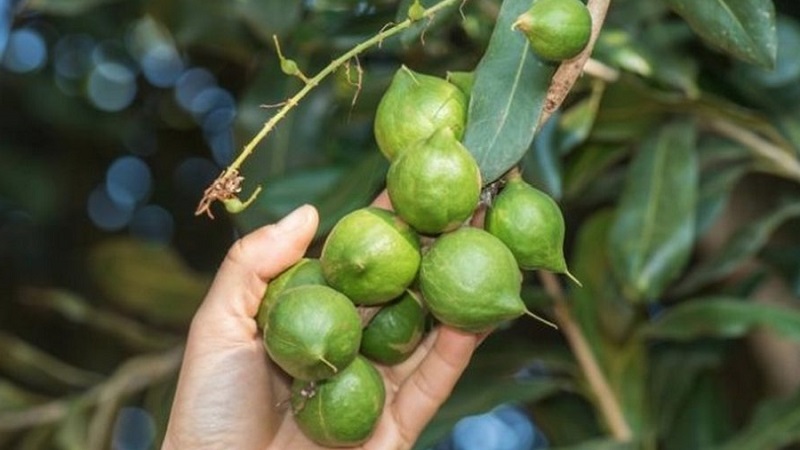 Wie man zu Hause Nuss-Macadamia anbaut