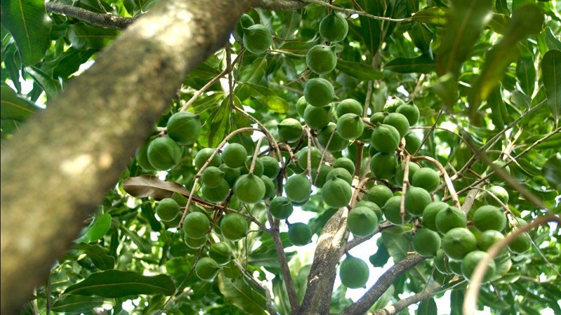 Hạt macadamia mọc ở đâu và như thế nào và nó được sử dụng như thế nào