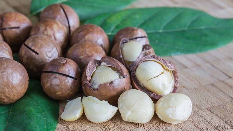 Where and how does macadamia nut grow and how is it used