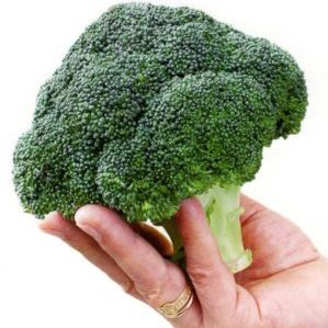Ang repolyo ng broccoli hybrid na Batavia F1