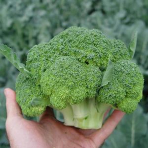 Zelí brokolice hybridní Batavia F1