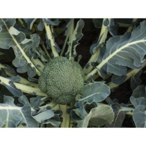 Cabbage broccoli hybrid Batavia F1