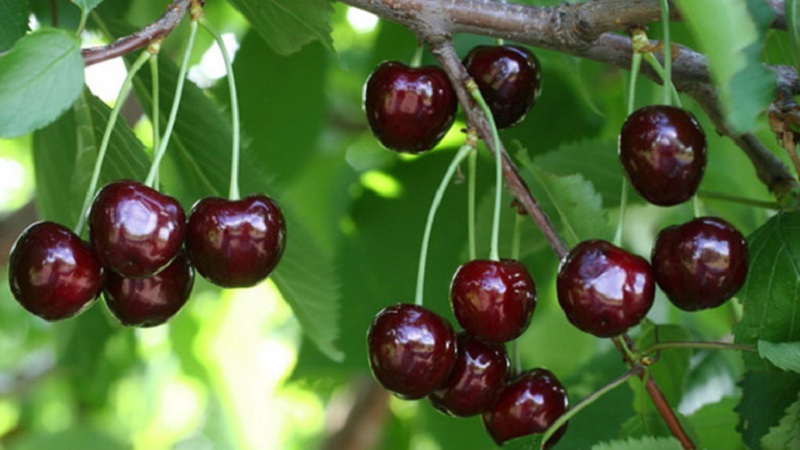 Mga katangian at paglalarawan ng mga cherry Ovstuzhenka na may malaking berry at mahusay na lasa