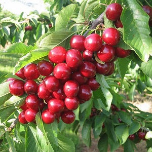 Mga katangian at paglalarawan ng mga cherry Ovstuzhenka na may malaking berry at mahusay na lasa