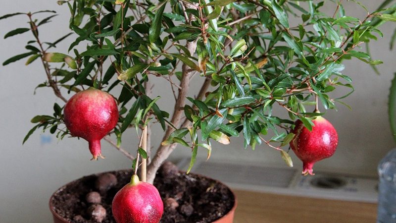Ako a čo kŕmiť granátové jablko doma