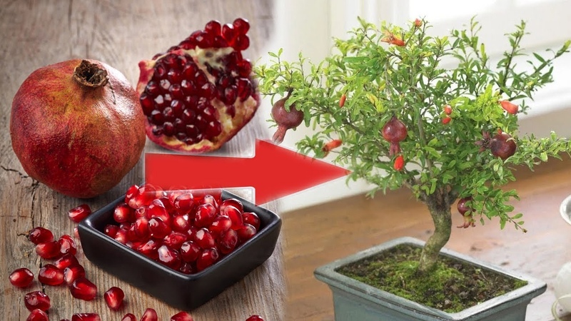 How and what to feed pomegranate at home