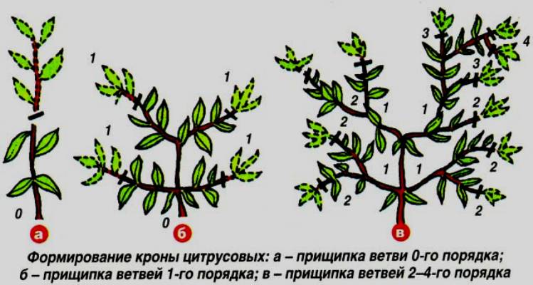 How to properly prune a tangerine tree at home: step by step instructions