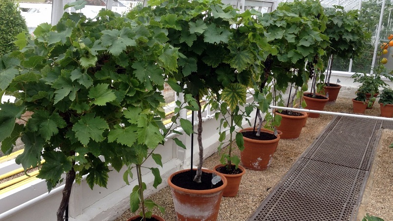 كيف نزرع ونمو العنب على الشرفة
