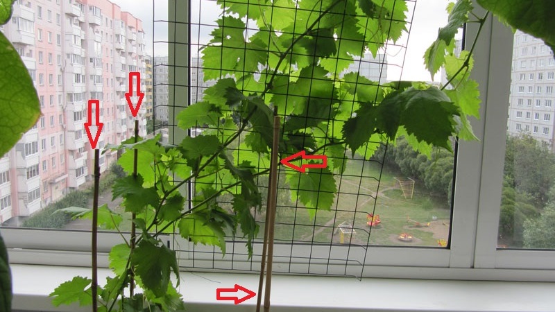 كيف نزرع ونمو العنب على الشرفة