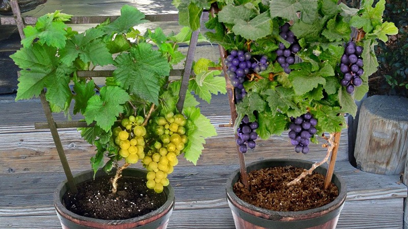 Comment planter et faire pousser du raisin à la maison