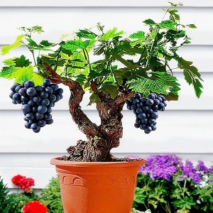 How to plant and grow grapes at home