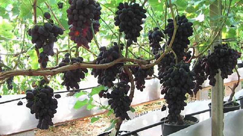 How to plant and grow grapes at home