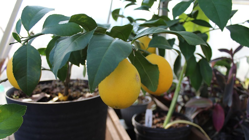 Comment planter correctement un citron à la maison pour qu'il ne fasse pas mal et ne porte pas de fruits