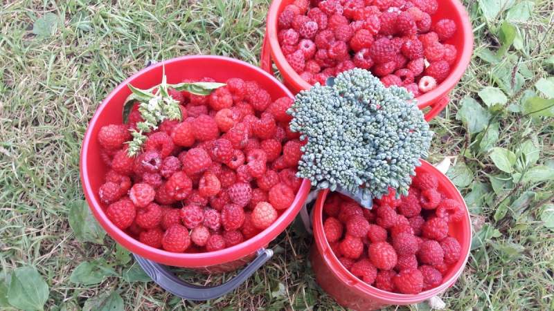 Raspberry varieties for the middle lane