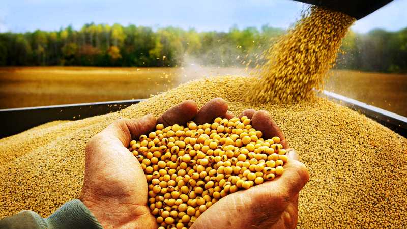 Paano palaguin ang mga soybeans sa rehiyon ng Moscow