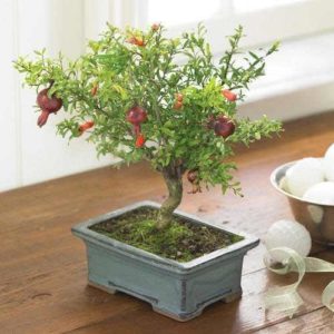 How to grow indoor pomegranate bonsai