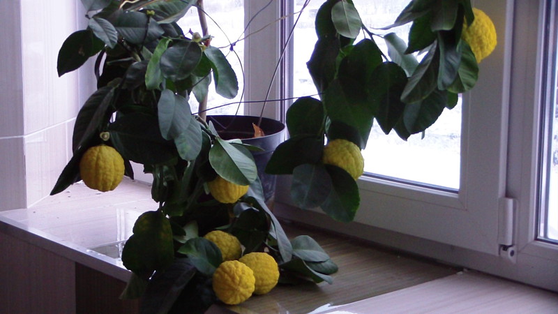 Jak pěstovat citron doma na parapetu