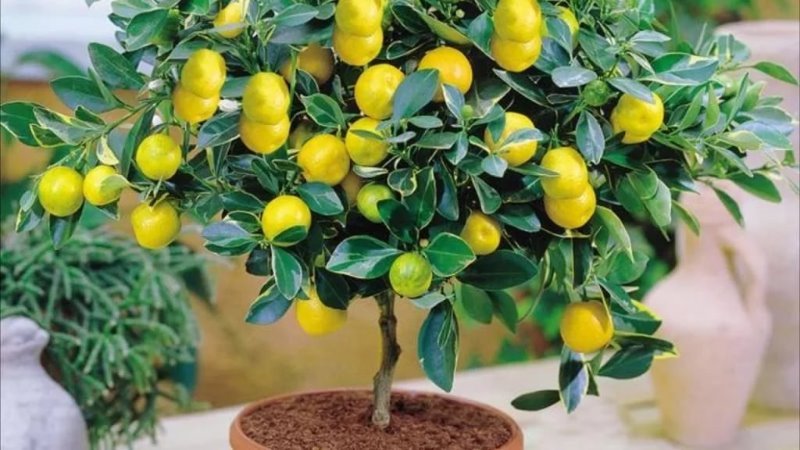 Bir pencere üzerinde evde limon nasıl yetiştirilir