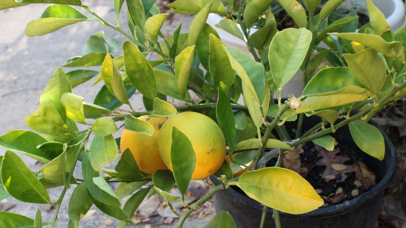 Kaip auginti citriną namuose ant palangės