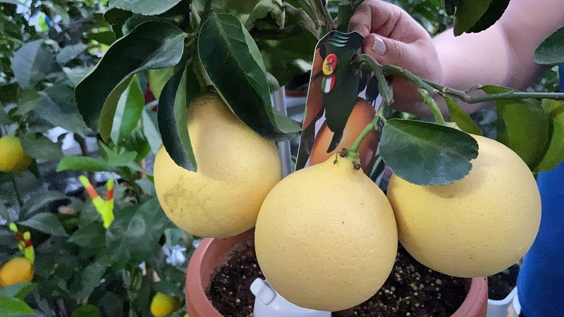 How to grow lemon at home on a windowsill