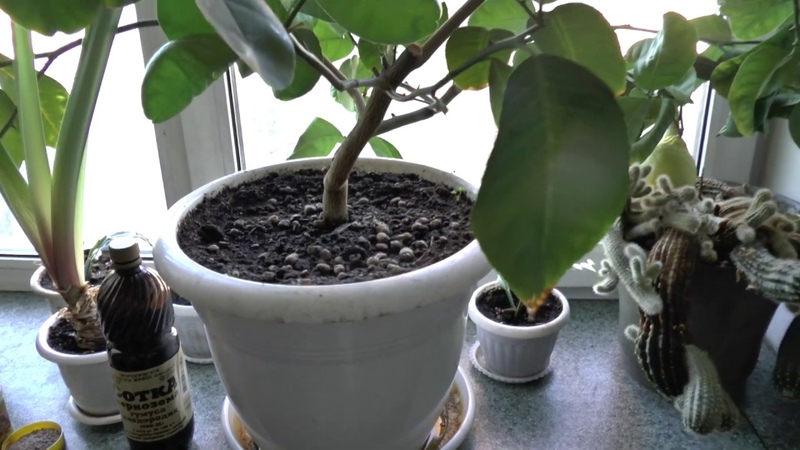 Hogyan termeszthetik a citromot otthon egy ablakpárkányon