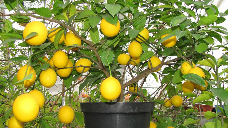 איך לגדל לימון בבית על אדן החלון