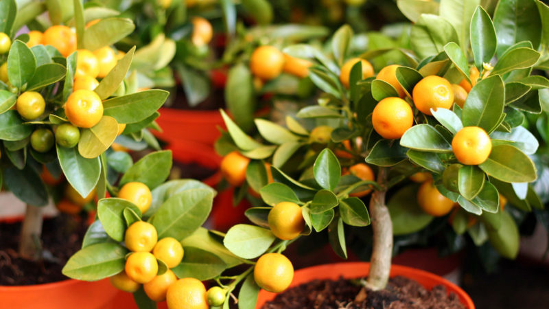 A mandarinlevél leesésének okai és a növény megmentésének módjai