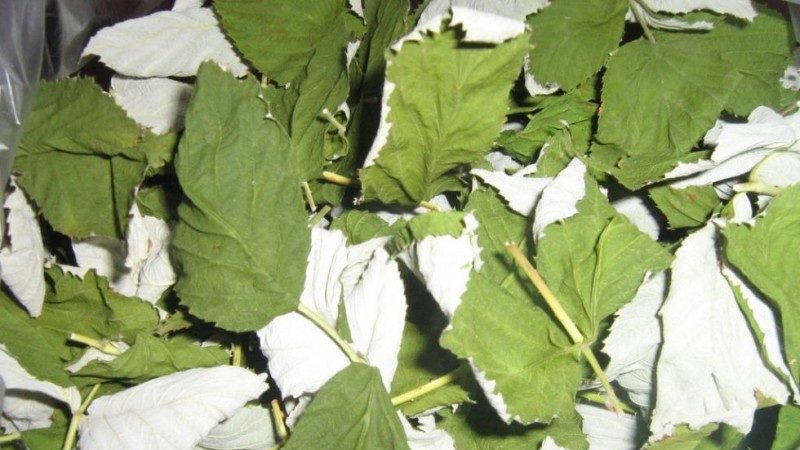 Wie man Himbeerbeeren und Blätter zu Hause trocknet