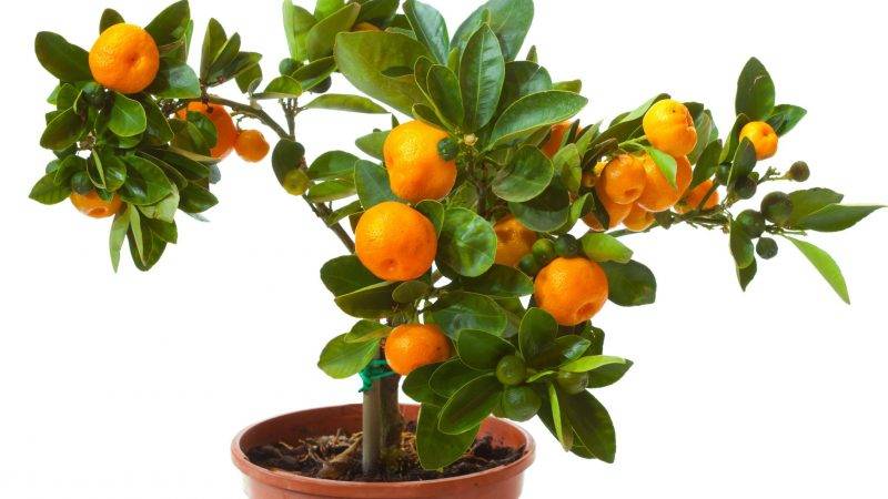 Koks dirvožemis tinka mandarinui namuose