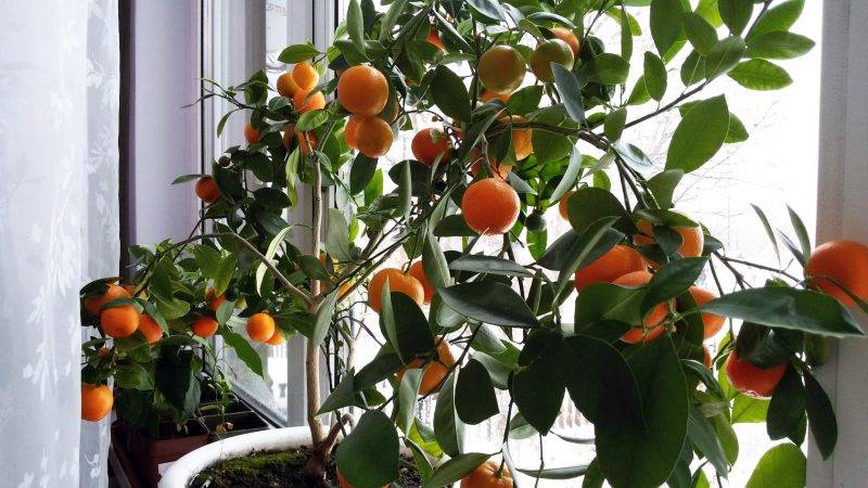 Jaká půda je vhodná pro mandarinky doma