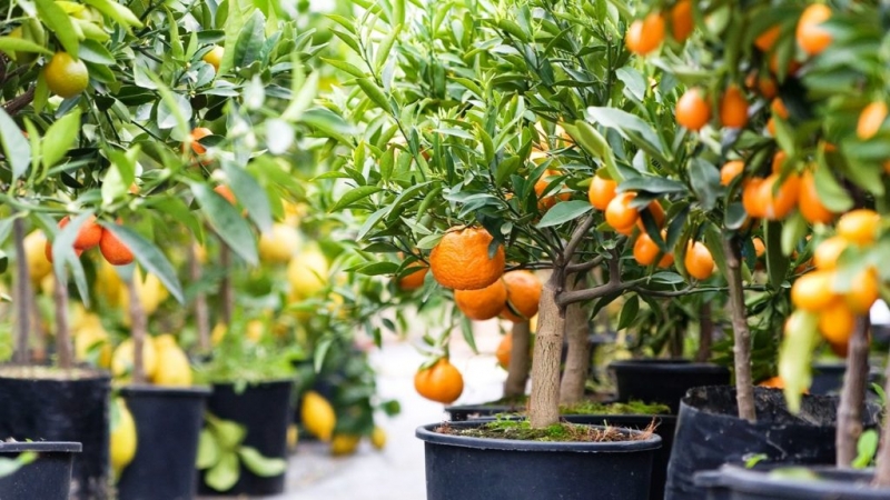 Aká pôda je vhodná pre mandarínky doma